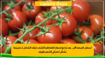 استغل الفرصة الآن.. بعد تراجع أسعار الطماطم اكتشف دليلك الشامل لـ تخزينها بشكل احترافي لأشهر طويلة 1